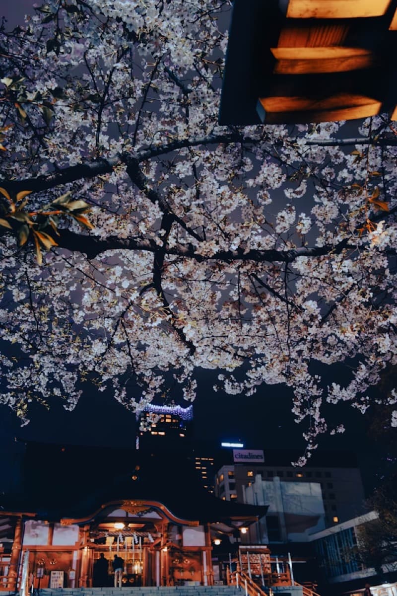 夜樱：在浅草体验夜间赏樱的魔幻艺术