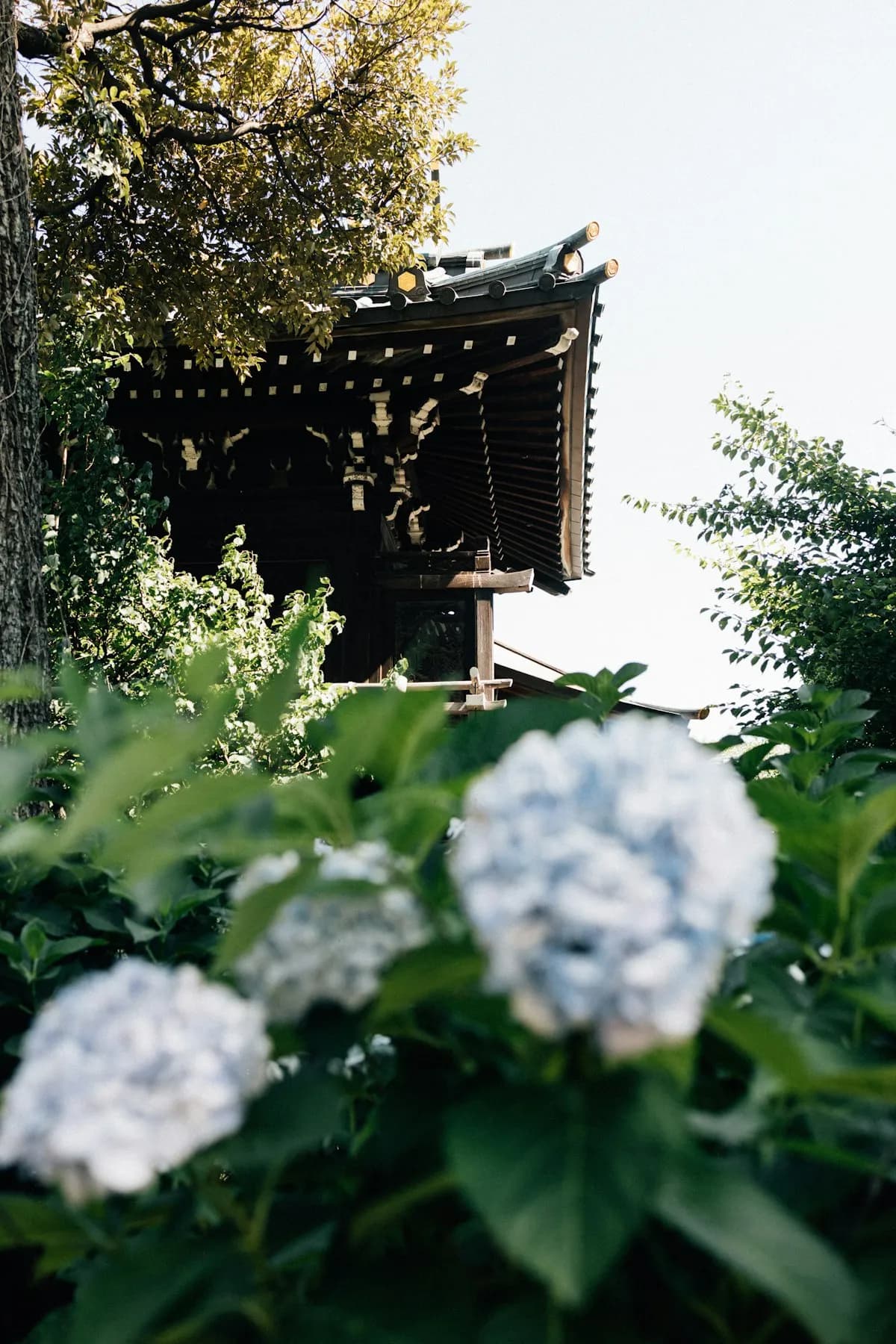 Guida agli eventi di Tokyo: 17-24 giugno 2026 — Ortensie, festival dei templi e mercati del raccolto estivo