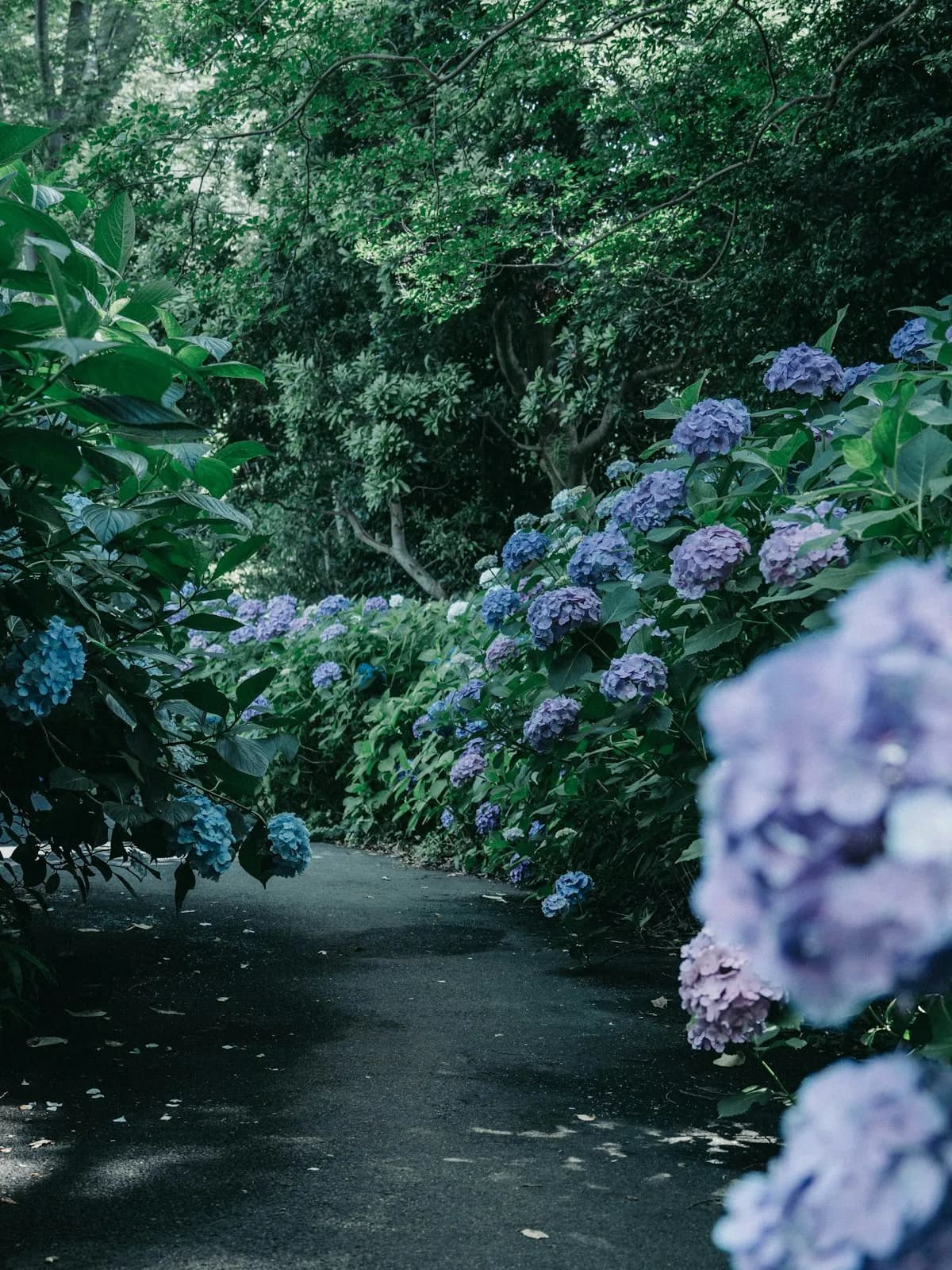 Guida agli eventi di Tokyo: 11-18 giugno 2026 — Sake, ortensie e l'elegante gioco del ventaglio